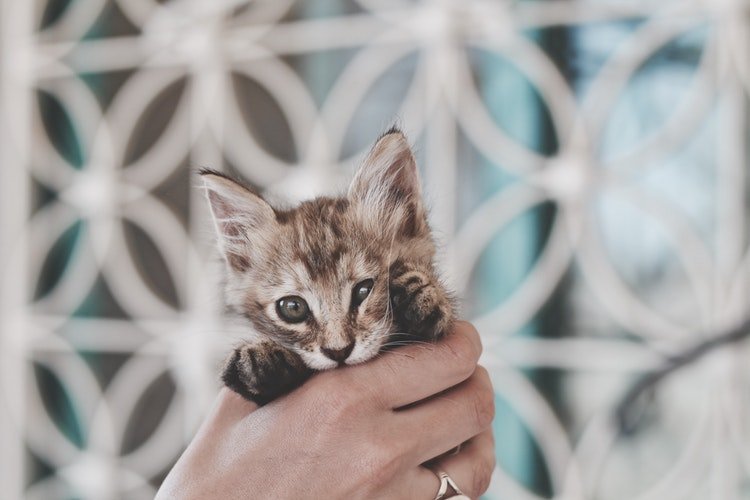 Un chat tenu dans une main : Photo : Pixabay