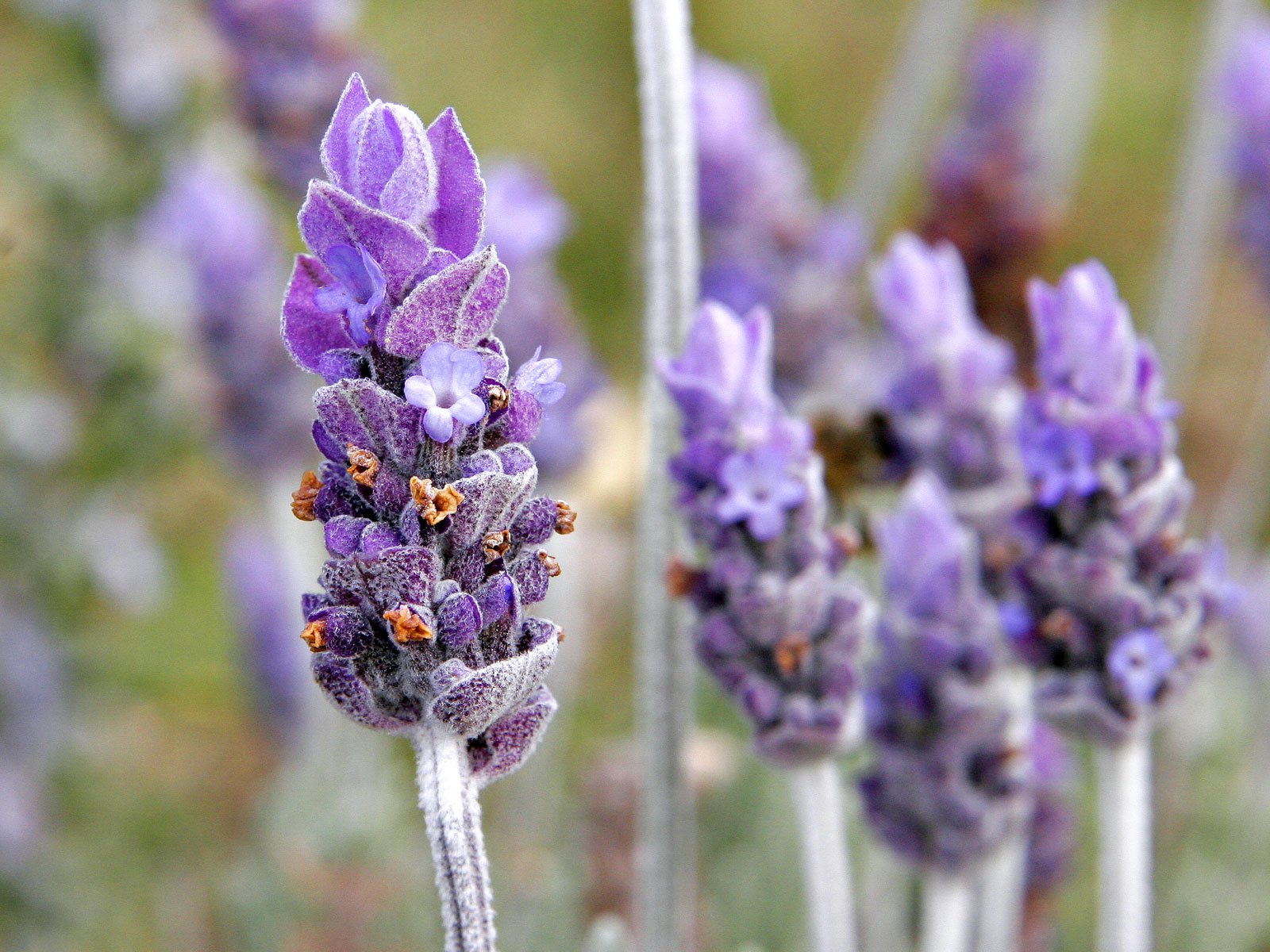 Single lavender flower | Photo: Wikimedia Commons