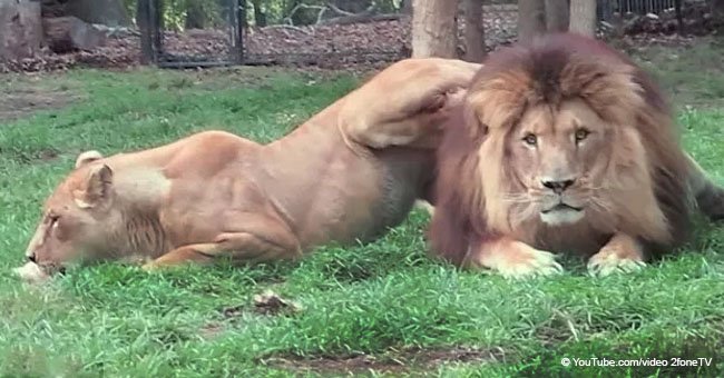 Lioness tries to get her mate's attention, but it seems like he is not in the mood