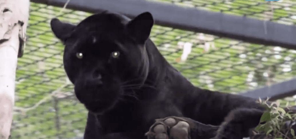 Le jaguar qui a attaqué la femme. Source : YouTube / AUJOURD'HUI