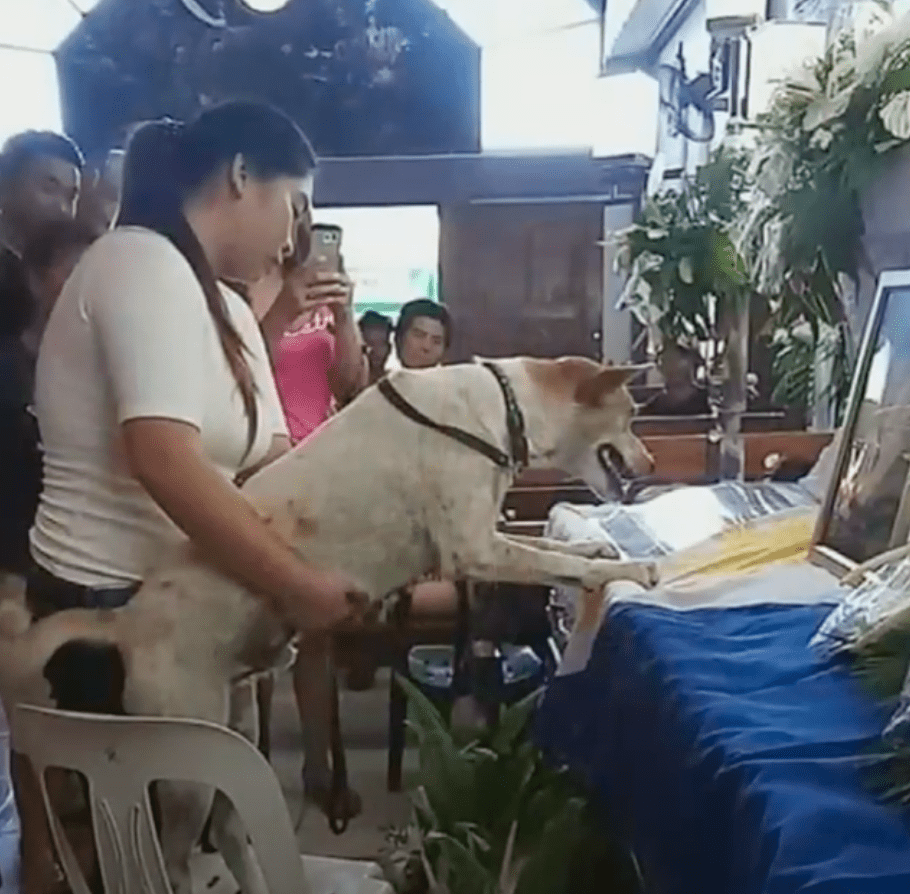 Dog mourns next to his friend's coffin | Source: Youtube/CALMA Vlogs
