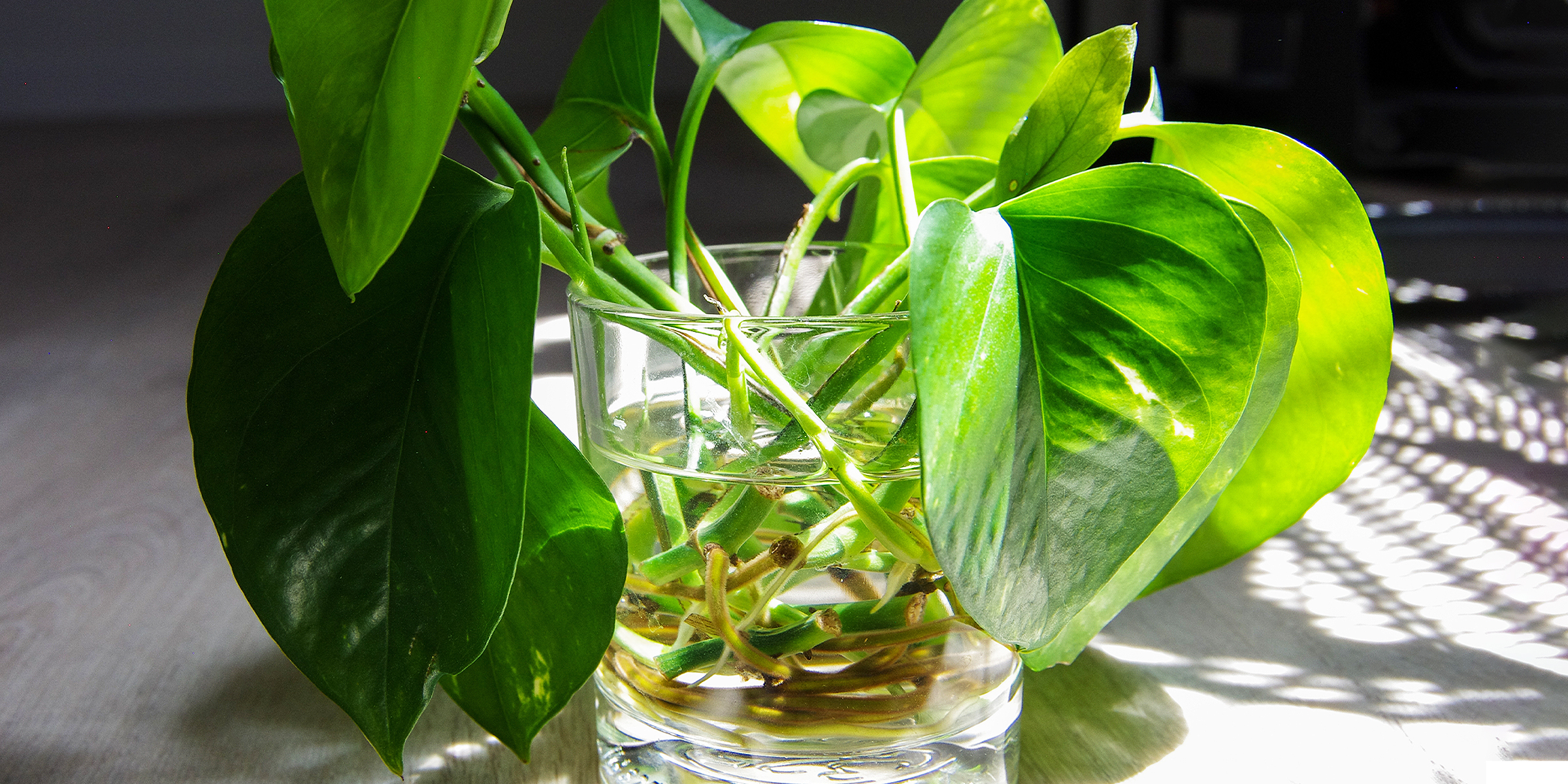 Pothos leave cuttings being propagated in a glass of water | Source: Shutterstock