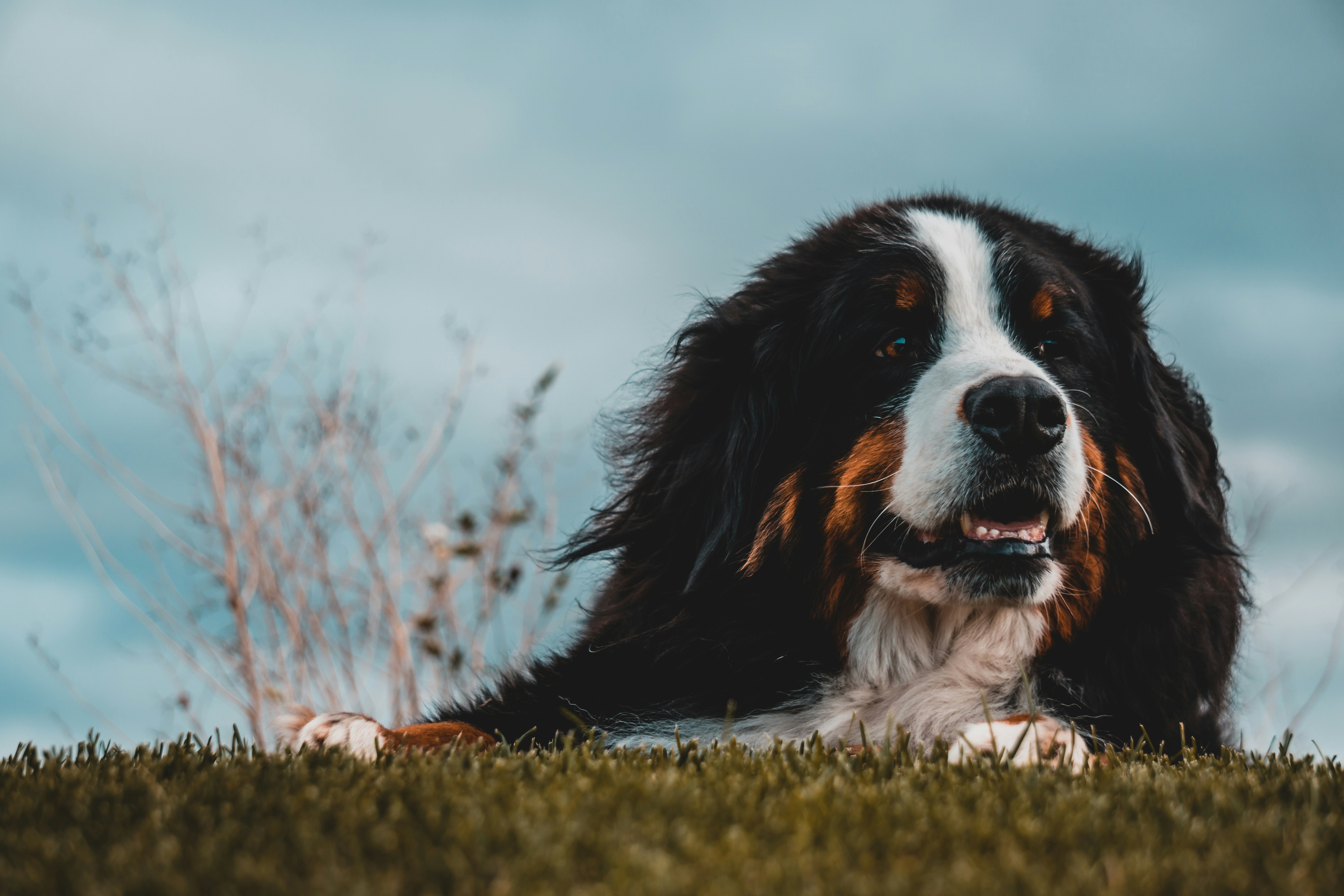 A cute dog | Source: Unsplash