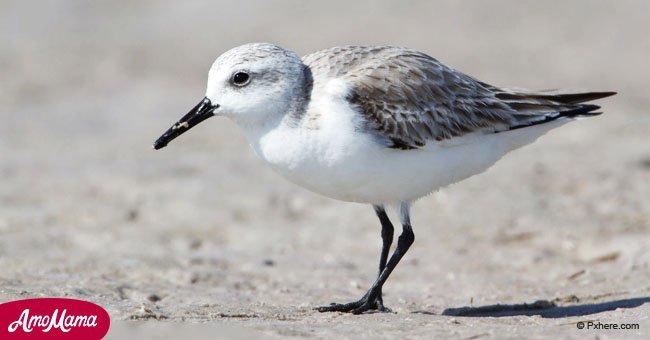 Hundreds of protected birds may have been killed by beach volleyball players