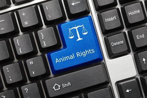 Conceptual animal rights keyboard. | Source: Shutterstock.