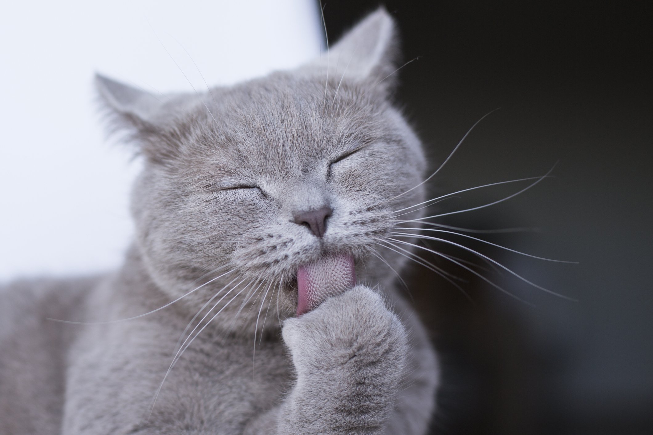 Kleine Katze leckt Pfote. I Quelle: Getty Images