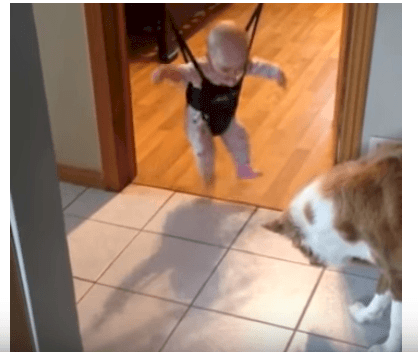 source : youtube/Animal Planet Videos