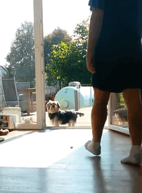 Chien / Source : Youtube/ Daniel Wirtz Chien / Source : Youtube/ Daniel Wirtz