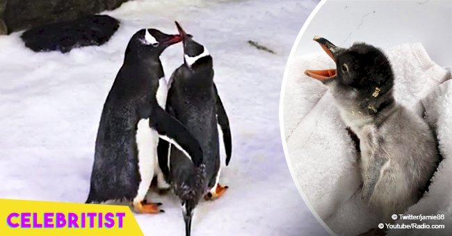 Remember the gay penguin couple that went viral? They just successfully hatched their foster egg