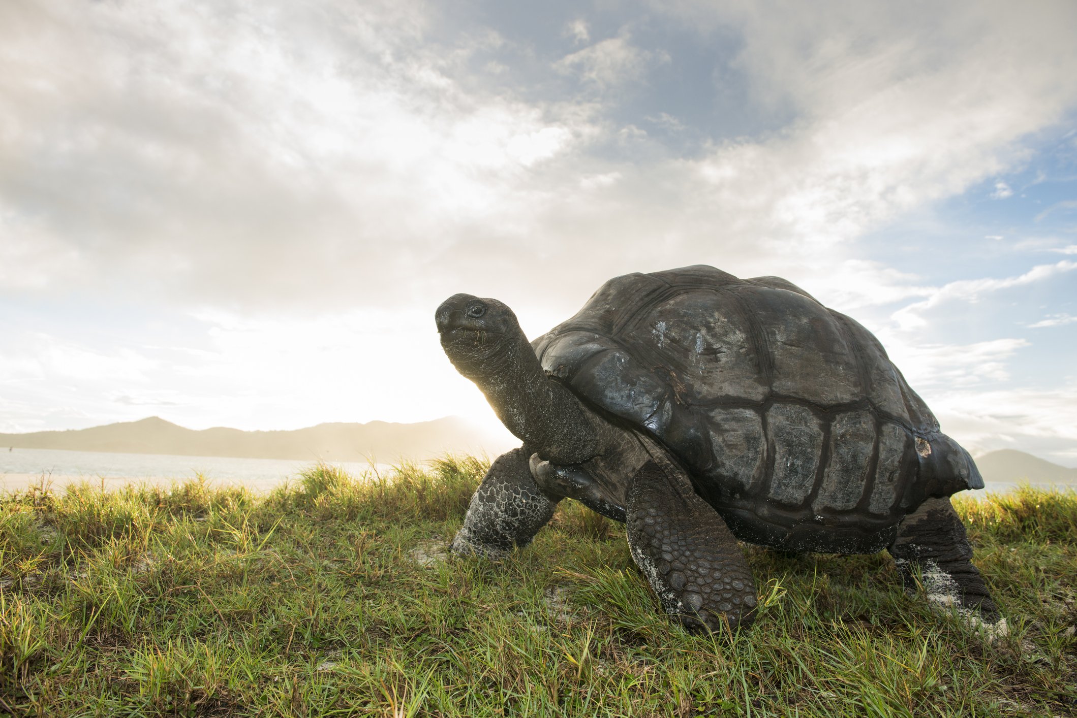 A photo of a giant tortoise at the edge of beach. | Photo: Getty Images