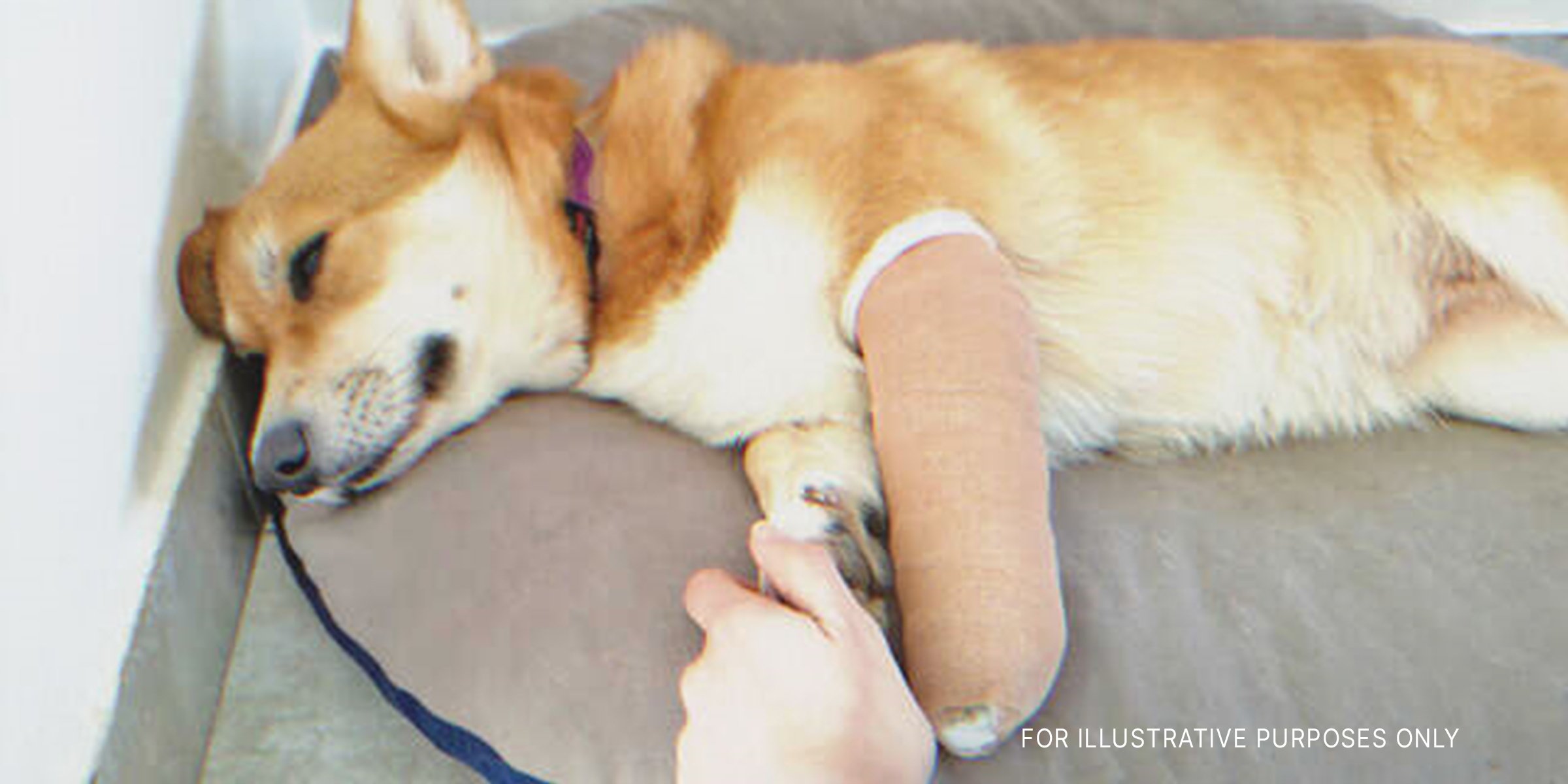 Dog with bandaged paw lying on blanket | Source: Shutterstock