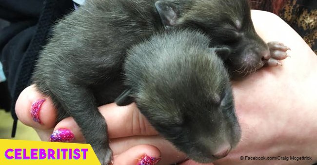 Man who rescued tiny puppies soon realized that they weren't puppies at all