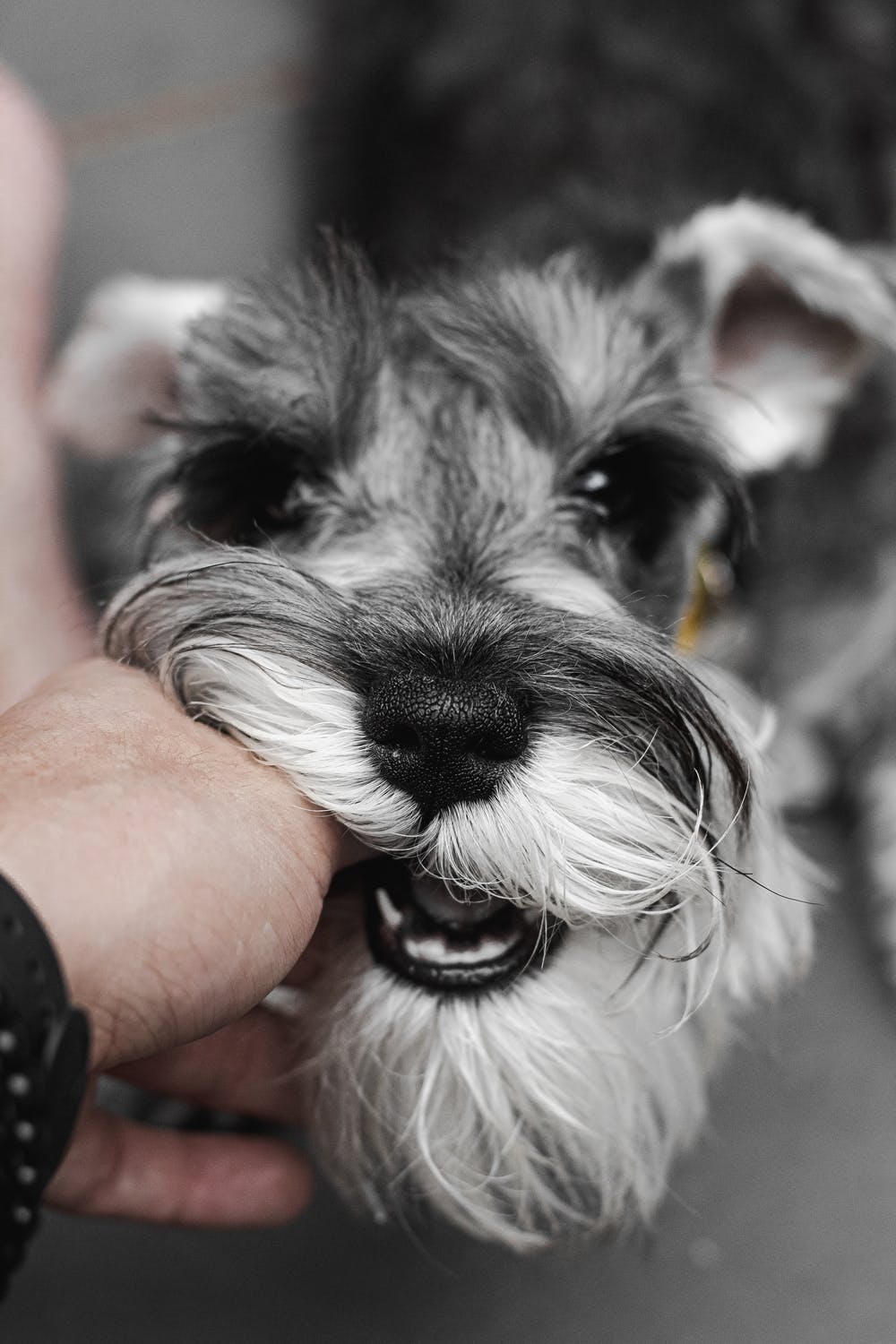 Schnauzer jugando con la mano de su dueño mientras mira hacia la cámara. | Foto: Pexels