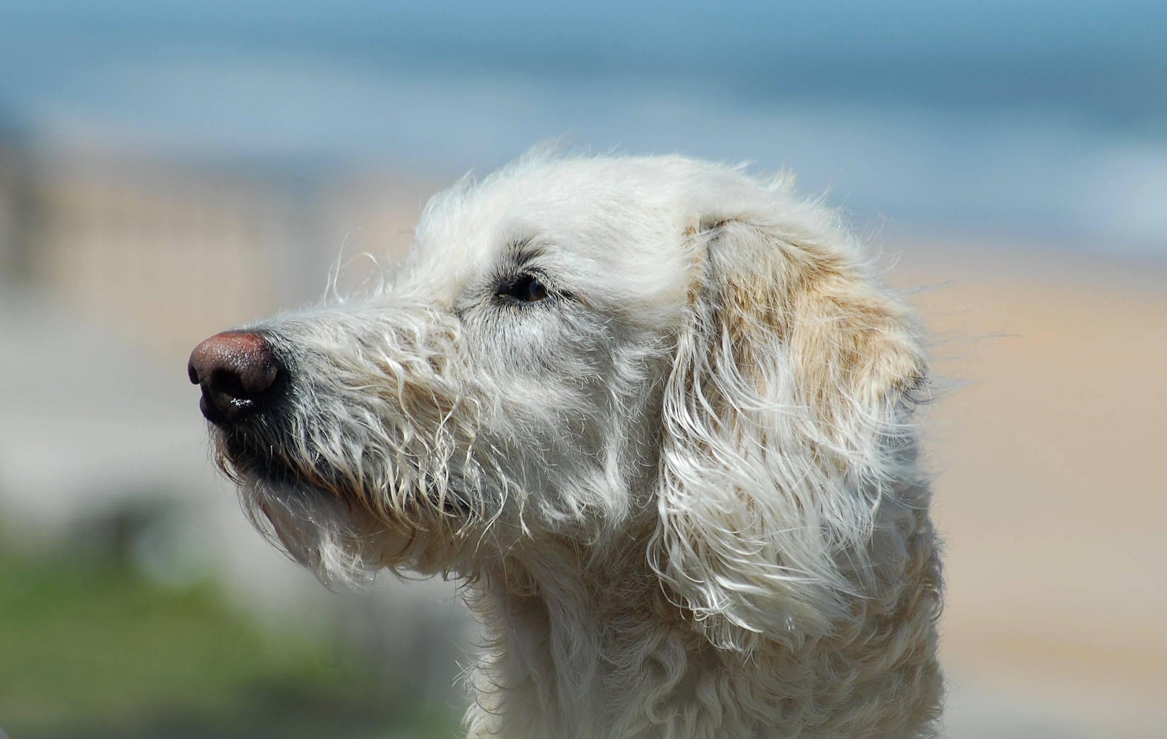 Perro observando hacia un lado. | Imagen: Pexels