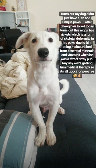 Snowy posando para la cámara. Fuente: Instagram / anandraman_ Snowy posando para la cámara. Fuente: Instagram / anandraman_