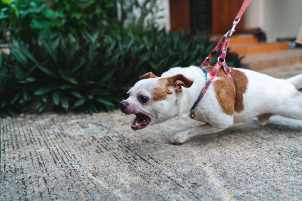 A photo of an angry dog charging towards something | Photo: Shutterstock
