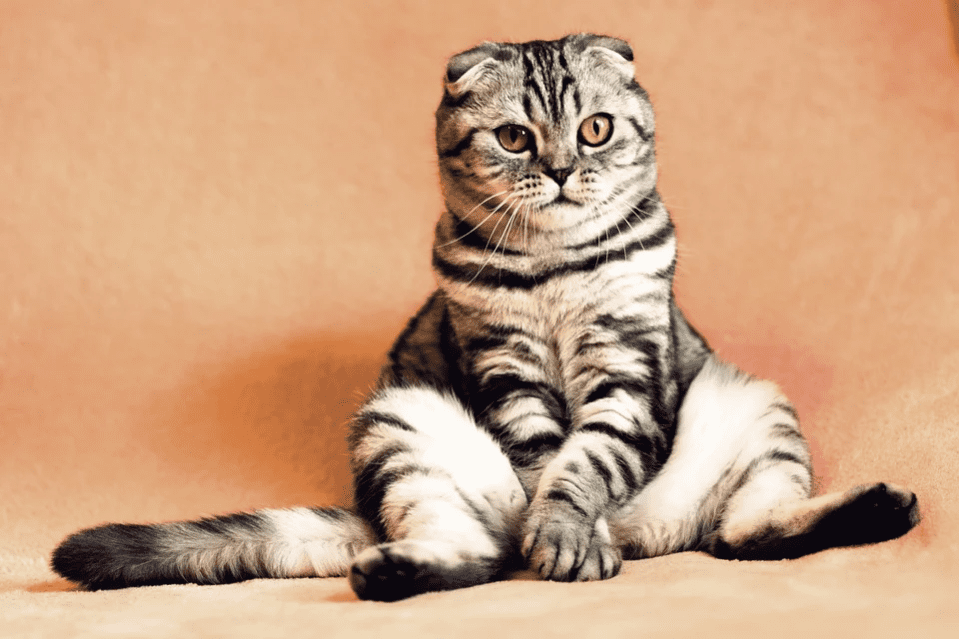 A cat striking a super pose in front of a camera for a photo | Photo: Pixabay