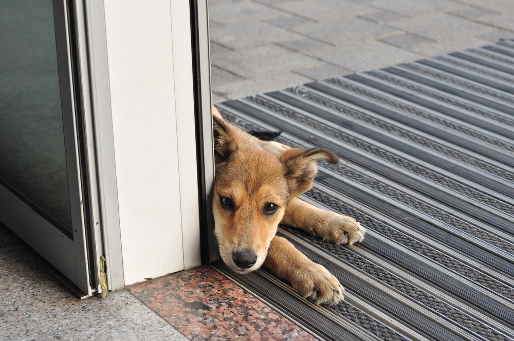 Kleiner rothaariger Hund liegt in der Nähe der Haustür und ruht den Kopf auf den Pfoten | Quelle: Shutterstock