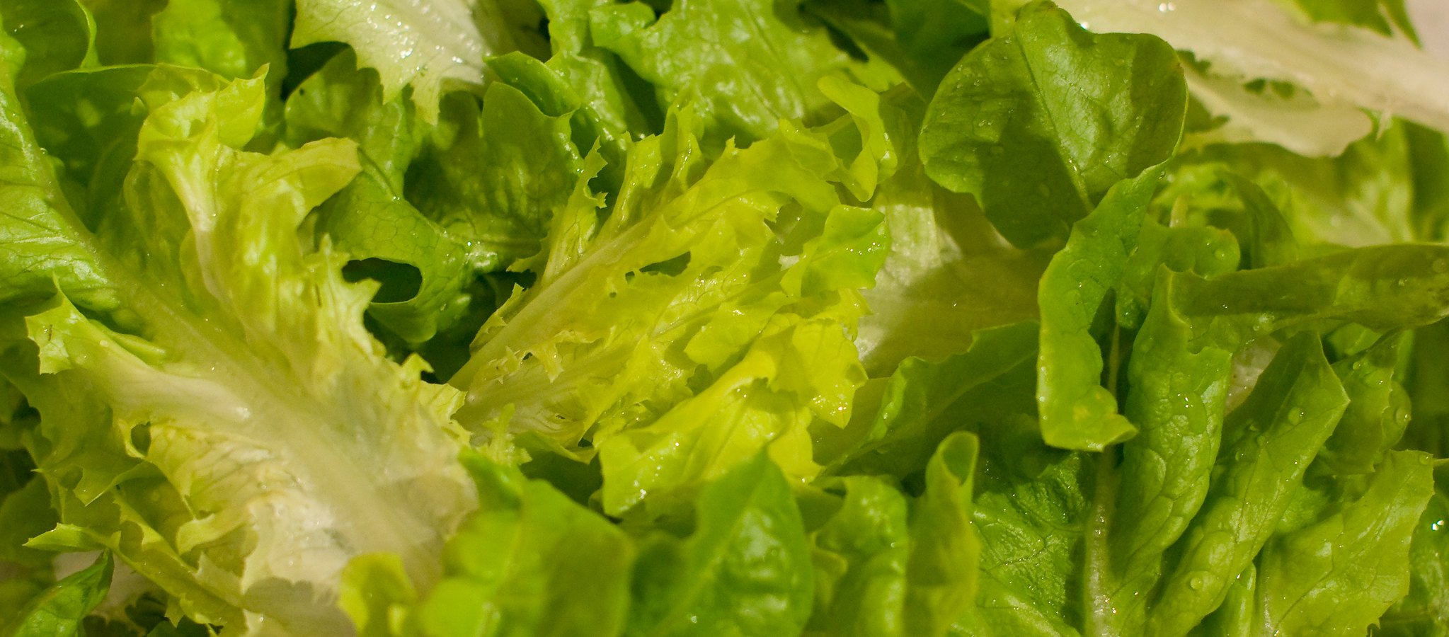 A photo of pieces of fresh, crisp green lettuce. Image taken on August 31, 2008 | Photo: Flickr/Paul Tomlin