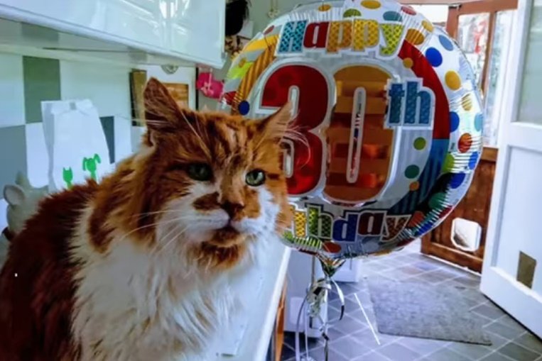 En 2018, Rubble celebró su trigésimo cumpleaños con una fiesta organizada por su veterinario. | Foto: YouTube/Daily Mail   