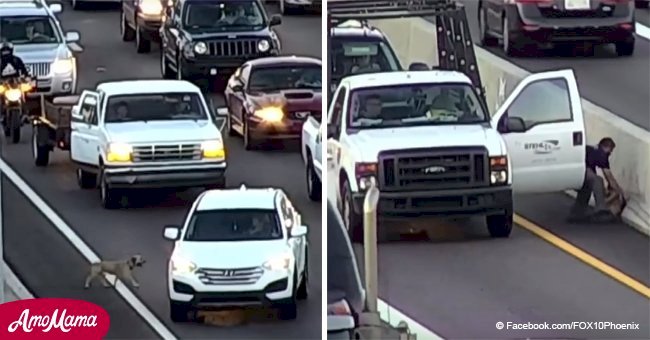 Dog brings traffic to a halt running on busy highway until one driver performs a risky feat