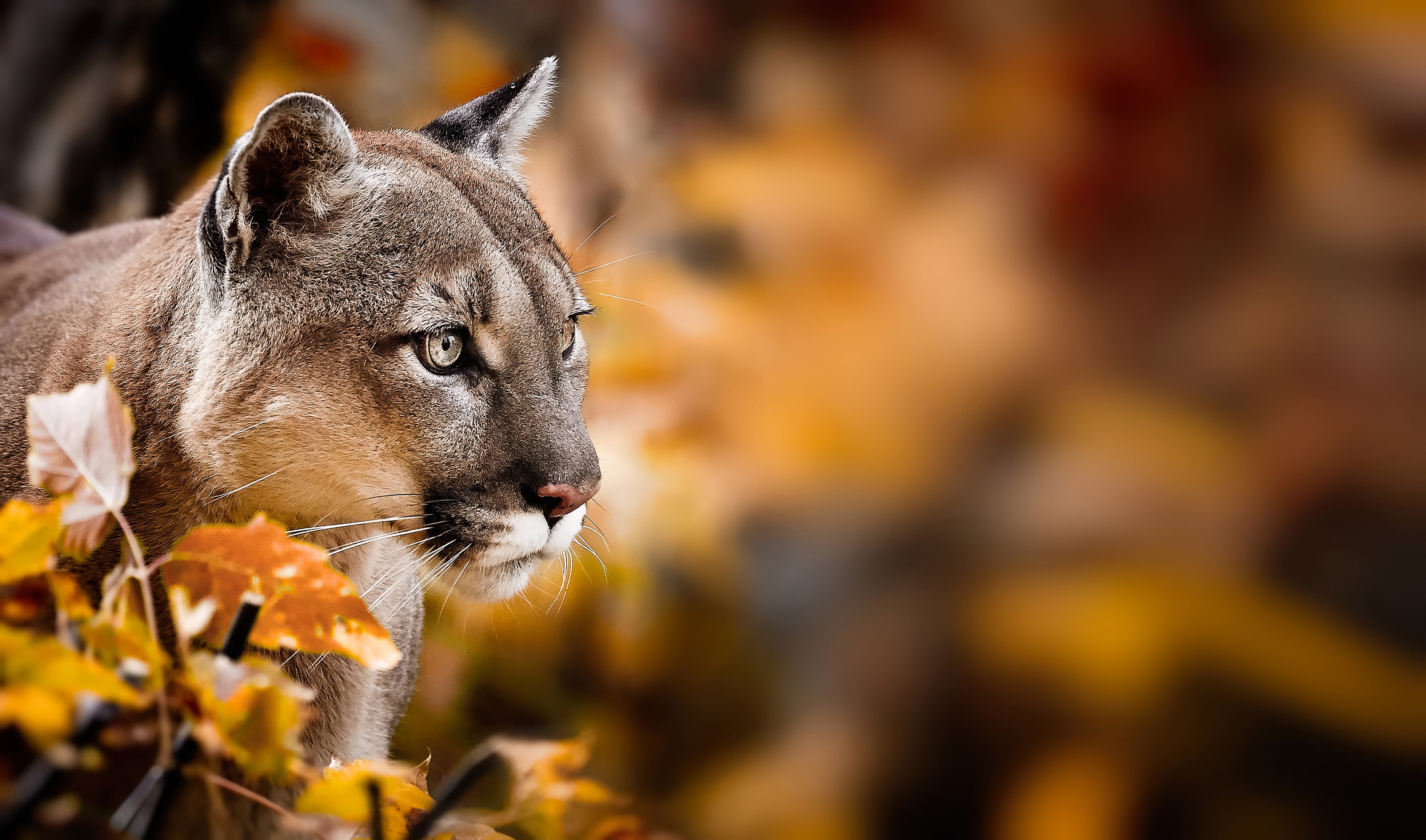 A mountain lion. | Source: Shutterstock 