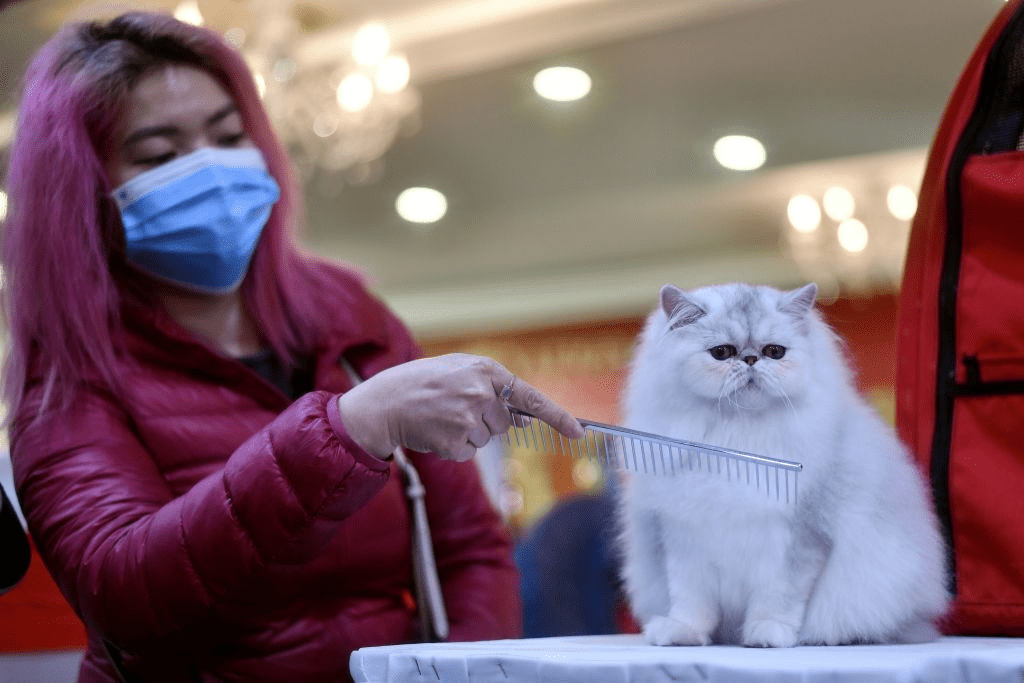 Une participante portant un masque protecteur peigne son chat Winter Sonata, une race persane, lors de la première exposition féline nationale du Vietnam à Hanoi, au milieu des inquiétudes liées à l'épidémie de coronavirus COVID-19, le 16 février 2020. | Photo : Getty Images Une participante portant un masque protecteur peigne son chat Winter Sonata, une race persane, lors de la première exposition féline nationale du Vietnam à Hanoi, au milieu des inquiétudes liées à l'épidémie de coronavirus COVID-19, le 16 février 2020. | Photo : Getty Images