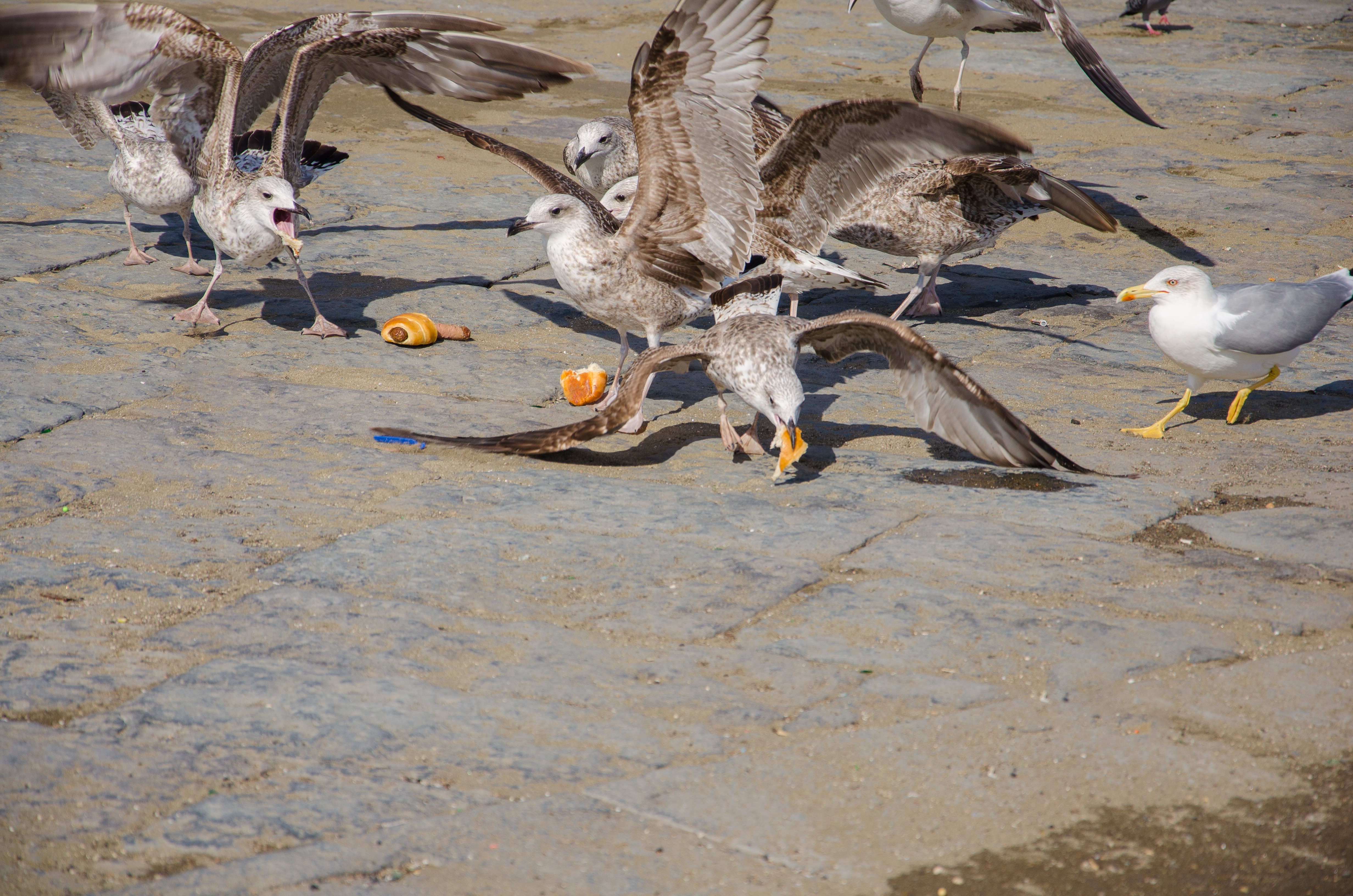 Seagulls fighting over and eating food. | Source: Shutterstock
