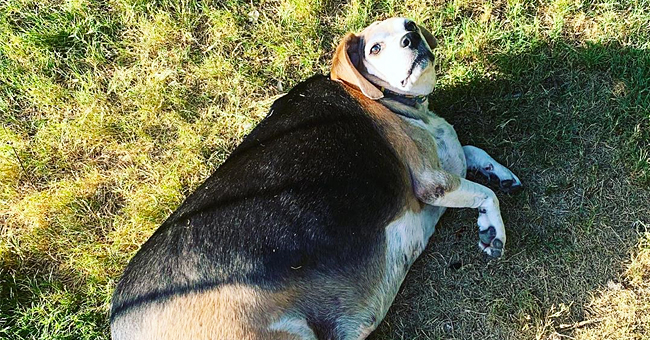instagram.com/obese_beagle