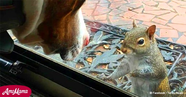 Squirrel returns to family who rescued her eight years ago with a special surprise