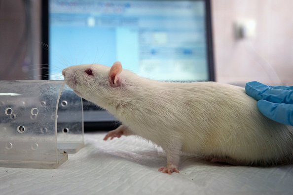 Una rata de laboratorio durante la clase en la Facultad de Biología y Química de la Academia Taurida en Simferopol, Crimea. | Foto: Getty Images