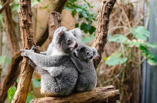 A female adult koala and her cub on top of a tree branch while in captivity. I Image: Pixabay.