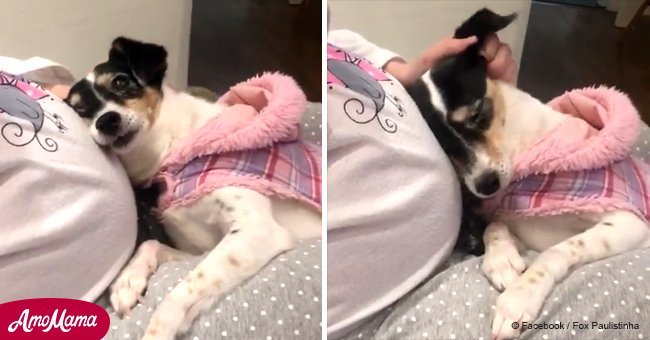 Dog demonstrates her love for unborn baby and it so cute you could barely hold your tears