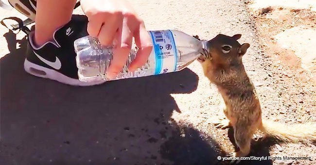 Squirrel begs a tourist for water (video)