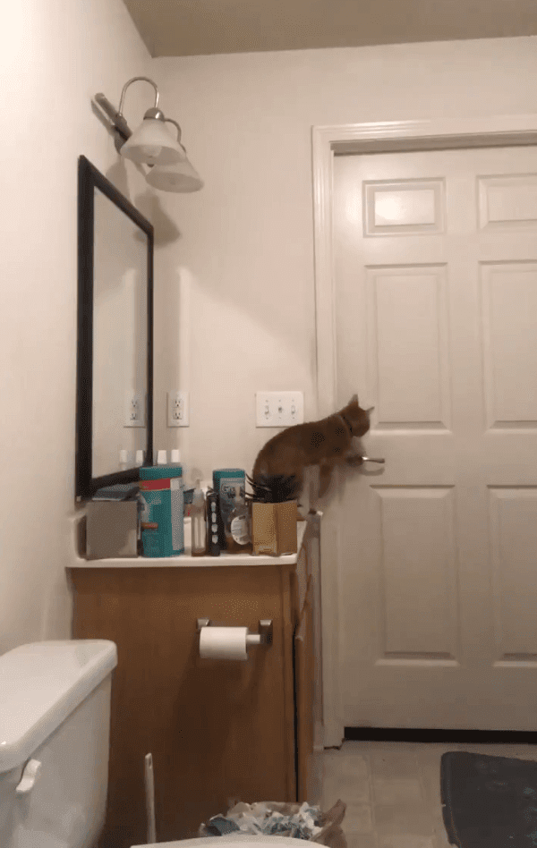 Gato intentando salir del baño. Fuente: Twitter/steeleio_ Gato intentando salir del baño. Fuente: Twitter/steeleio_