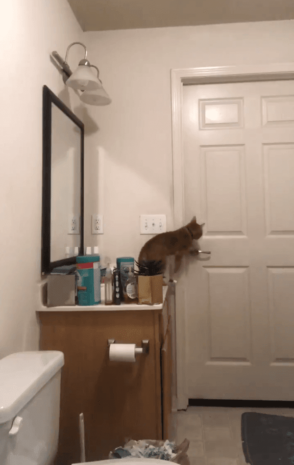 Gato intentando salir del baño. Fuente: Twitter/steeleio_