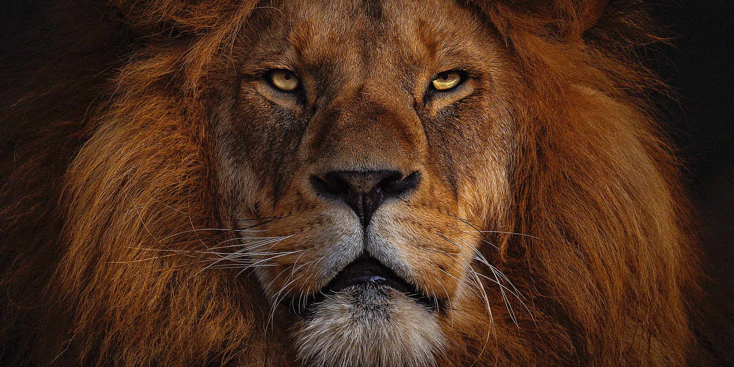 Unsplash  | The face of a lion 