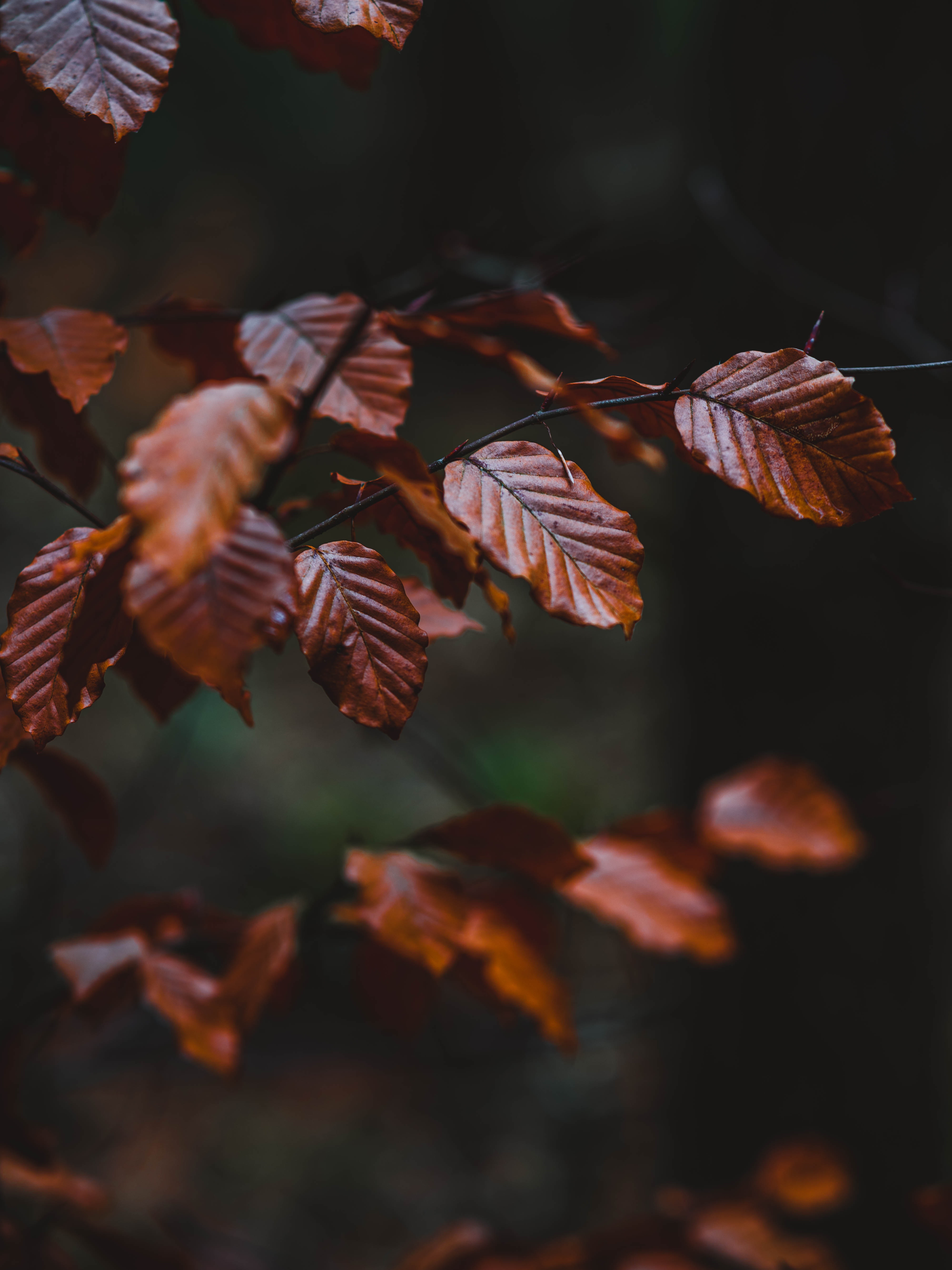 Autumn leaves.│Source: Pexels