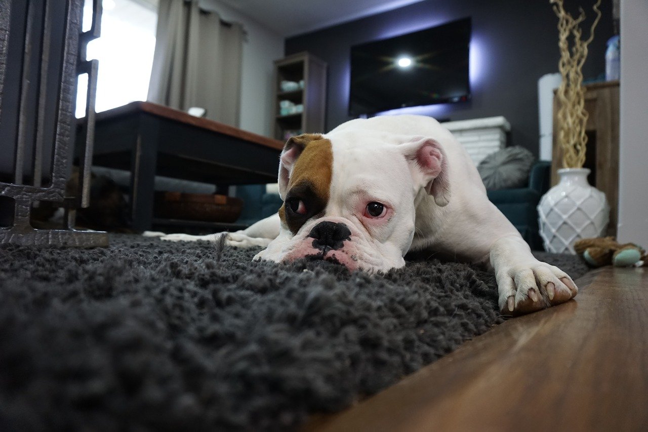 A dog sitting and sulking on a carpet | Photo: Pixabay/heathergunn