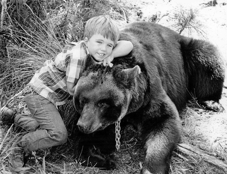 Clint Howard and Bruno the Bear in "Gentle Ben" | Photo: Wikimedia Commons