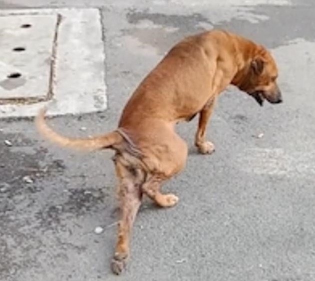 Gaeby y su truco en la calle. | Foto: Facebook/Daily Mail Gaeby y su truco en la calle. | Foto: Facebook/Daily Mail