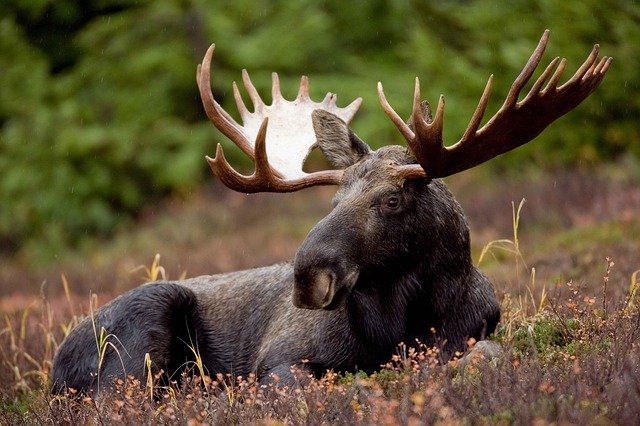 A moose among shrubbery | Photo: Pixabay