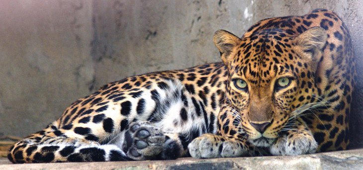 Ein hungriger Leopard überfiel einen Welpen, aber seine tapfere Mutter