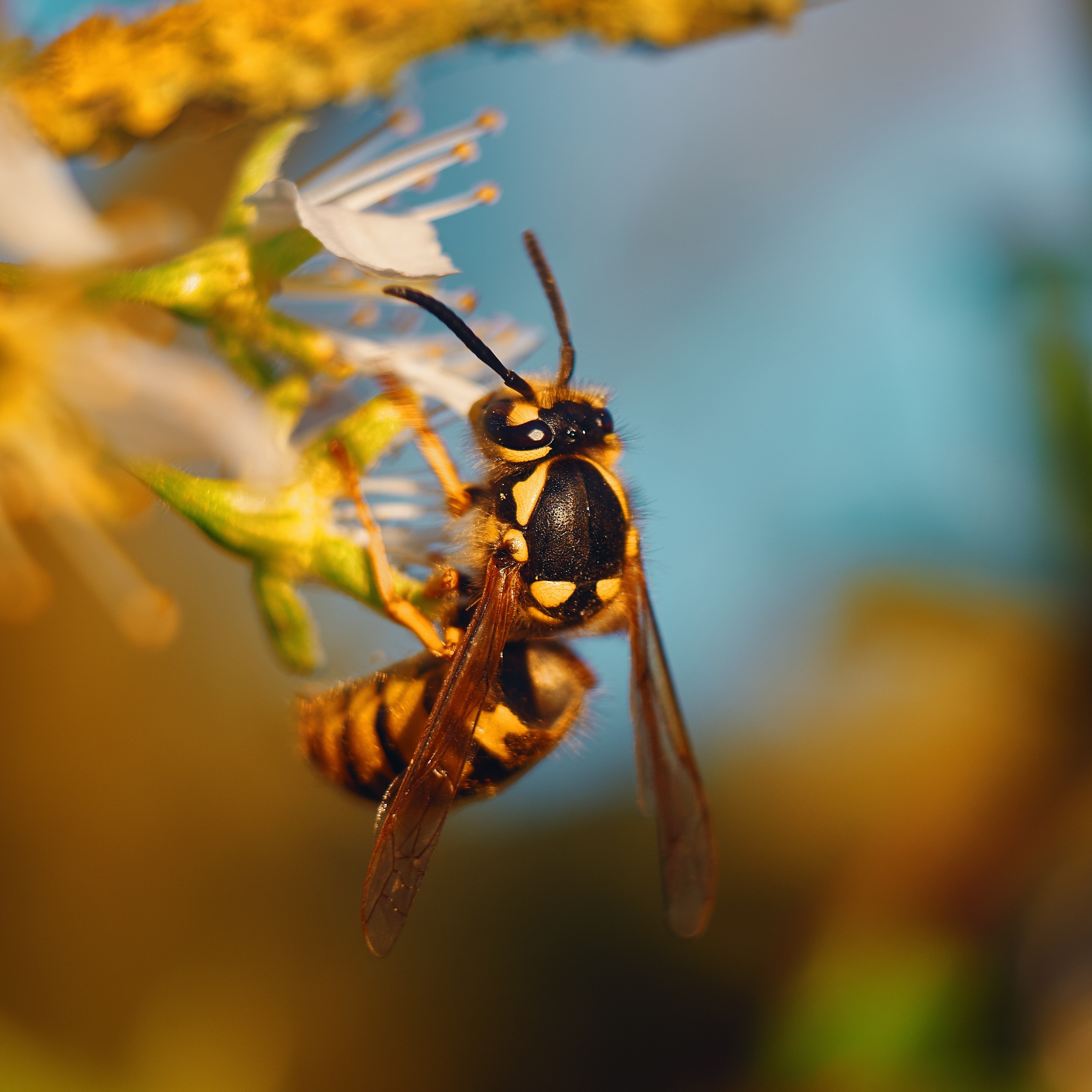 Wasp sitting on a flower | Thomas Millot on Unsplash