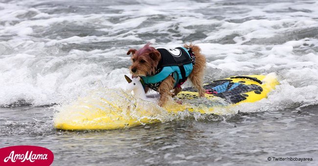 Watch these top dogs battle it out at the World Dog Surfing Championships