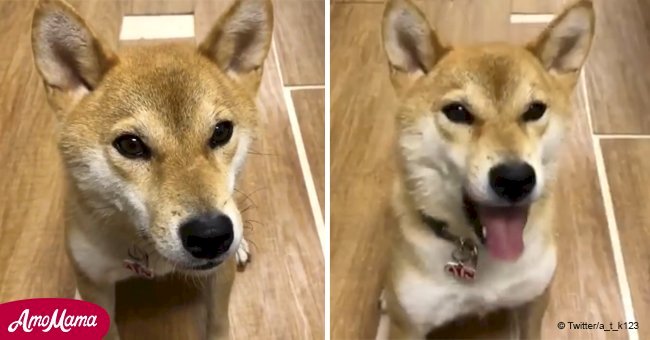 This adorable dog learns to speak Japanese from his owner