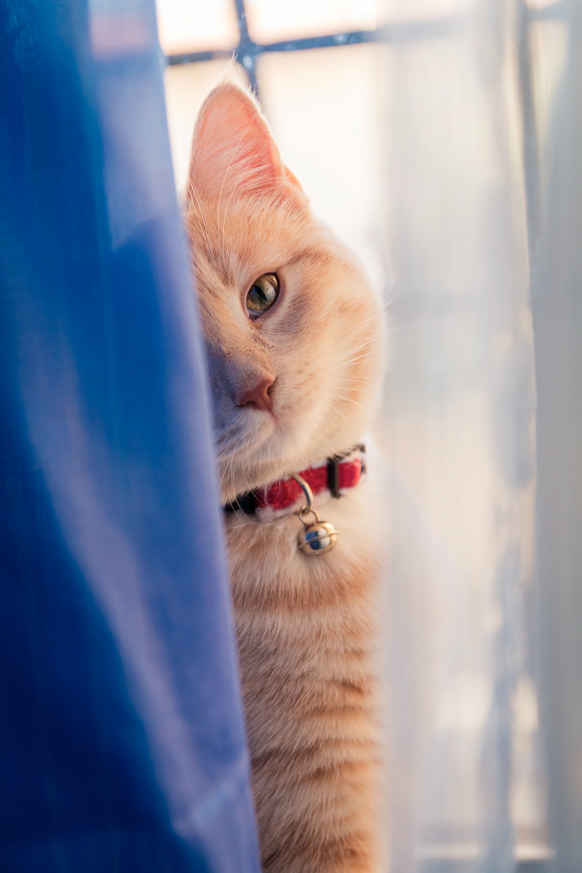 A cat sitting behind a curtain | Source: Pexels