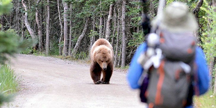 Un oso y un hombre se encuentran de frente. | Foto: National Park Service Un oso y un hombre se encuentran de frente. | Foto: National Park Service