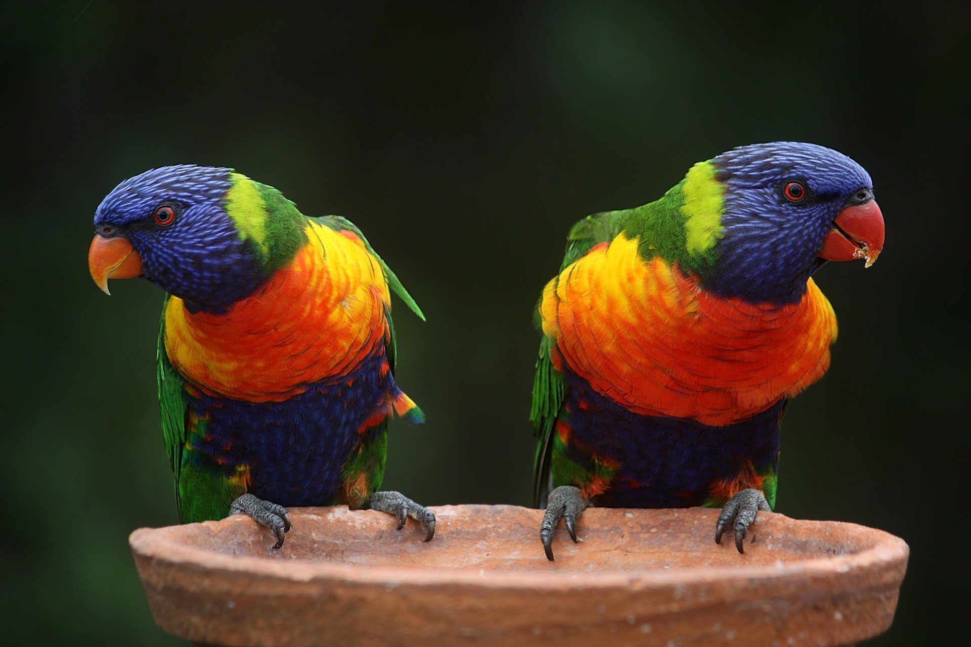 Rainbow Lorikeets on a perch. | Source: Magee/Pixabay 