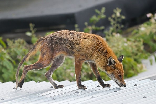 An urban fox is seen on a garden shed in north London | Photo: Getty Images
